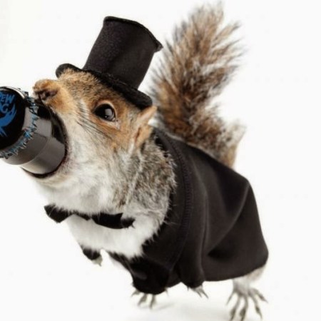 BrewDog stuffed squirrel